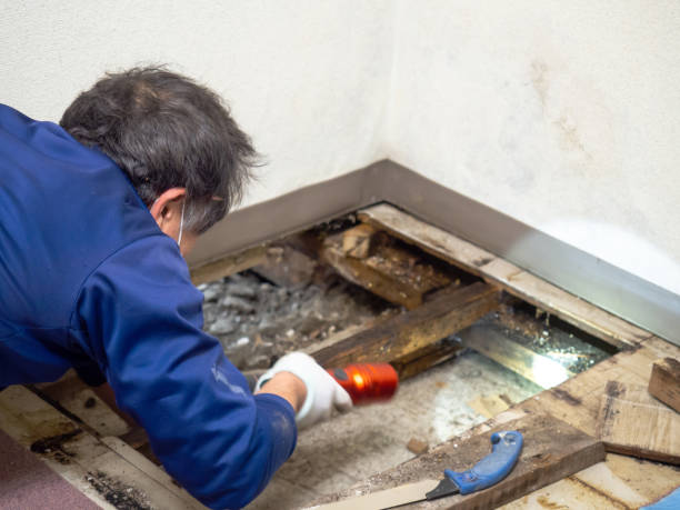 Best Certified Mold Removal  in Lofall, WA