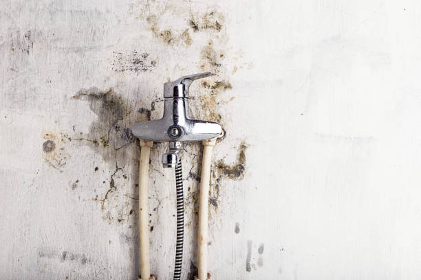 Professional Mold Removal in Lofall, WA