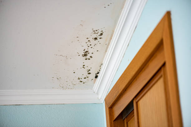 Best Mold Cleaning Services  in Lofall, WA