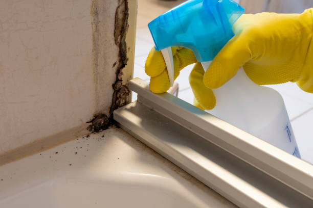 Best Crawl Space Mold Removal  in Lofall, WA