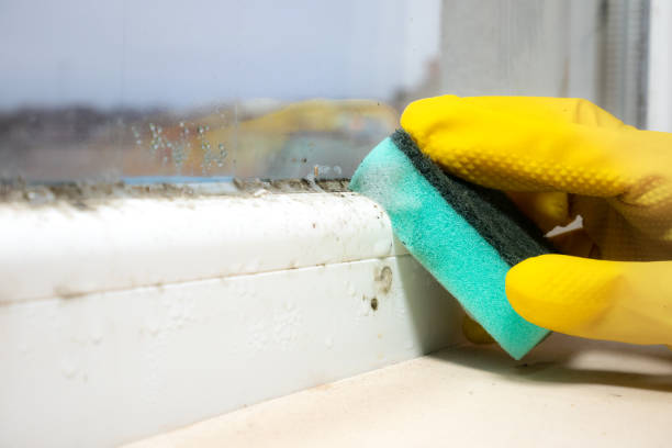 Attic Mold Removal in Lofall, WA