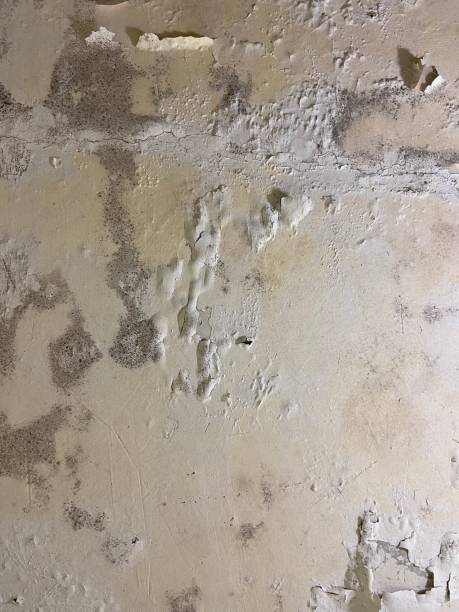 Best Mold Remediation  in Lofall, WA