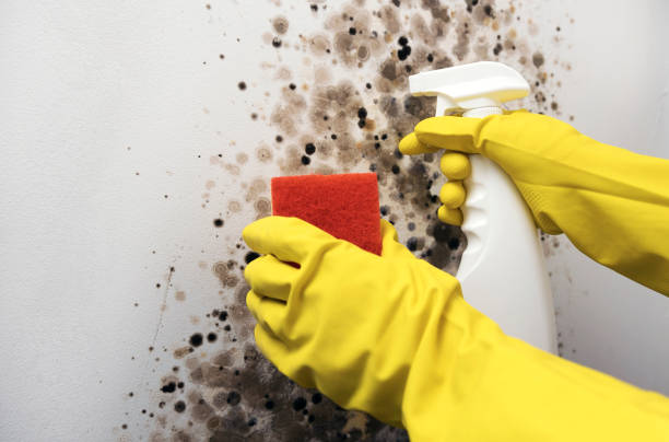 Mold Removal and Inspection in Lofall, WA