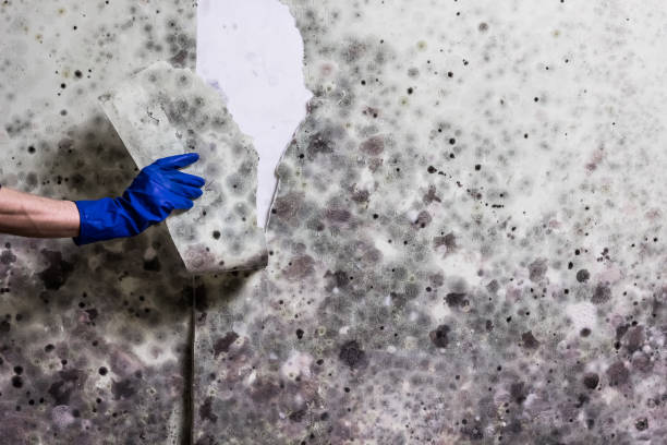 Certified Mold Removal in Lofall, WA