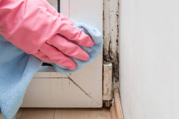 Best Same-Day Mold Removal  in Lofall, WA
